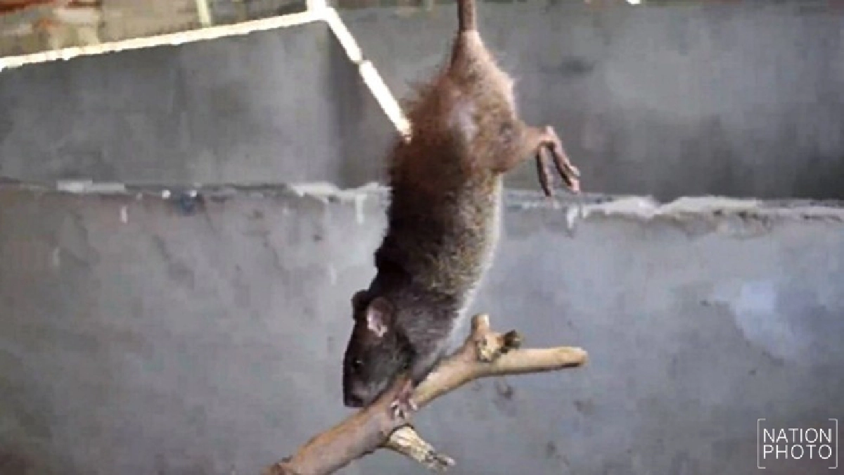 น่าทึ่ง !! เลี้ยงหนูนาขายโกยเงินเดือนละ 5 หมื่น