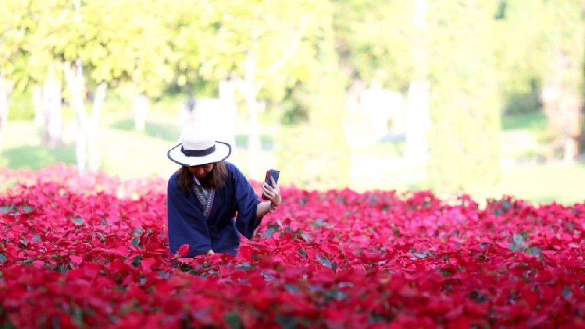31 ธันวาคมนี้ชวนมาเคาท์ดาวน์สุดอลังการ ที่อุทยานหลวงราชพฤกษ์