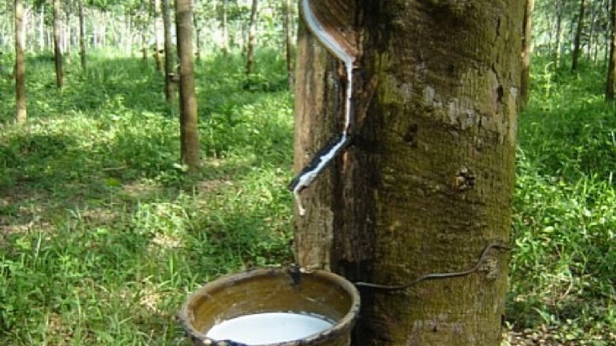 ภาคเกษตรยังขยายตัว  สะท้อนรายได้เกษตรกรที่เพิ่มขึ้น