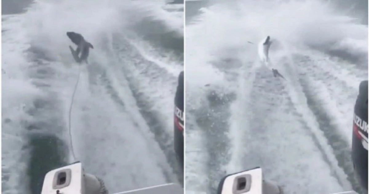 ฟลอริดารวบ 3 หนุ่มทรมานฉลาม ฟลอริดารวบ 3 หนุ่มทรมานฉลาม