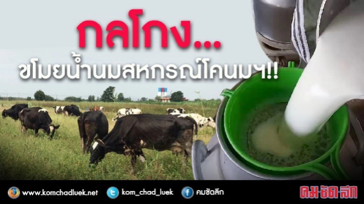 ชาวบ้านจับเอง!! กลโกง...ขโมยน้ำนมสหกรณ์โคนมฯขาย !! ชาวบ้านจับเอง!! กลโกง...ขโมยน้ำนมสหกรณ์โคนมฯขาย !!