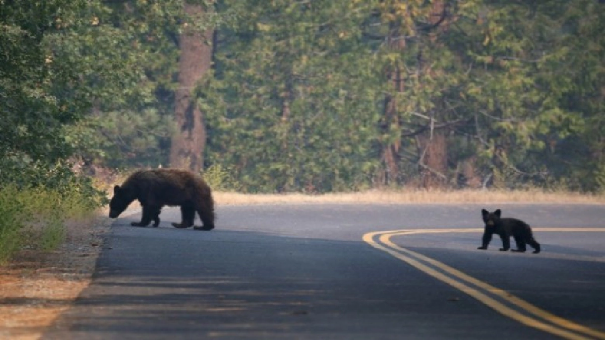 "สวนสัตว์สหรัฐ"เตรียมอพยพหนีไฟป่า #คมชัดลึก