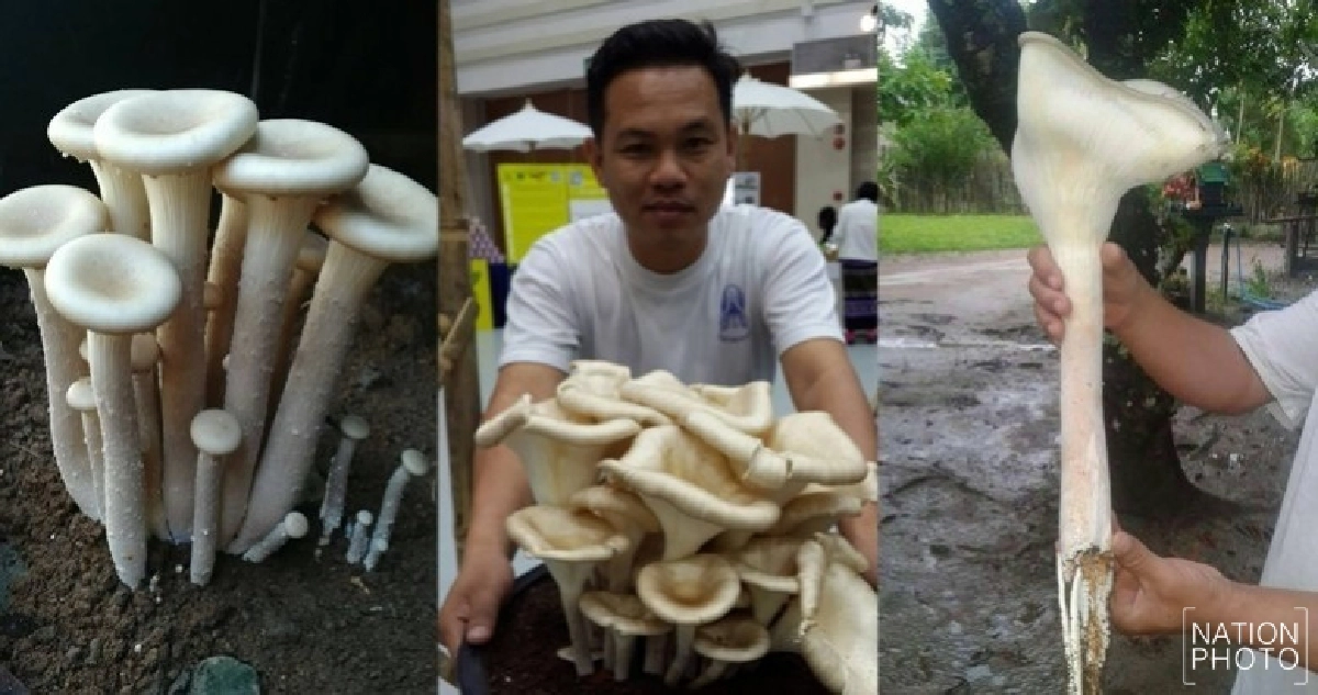 หนุ่มฝางเพาะเห็ดซางยักษ์สำเร็จ หนุ่มฝางเพาะเห็ดซางยักษ์สำเร็จ