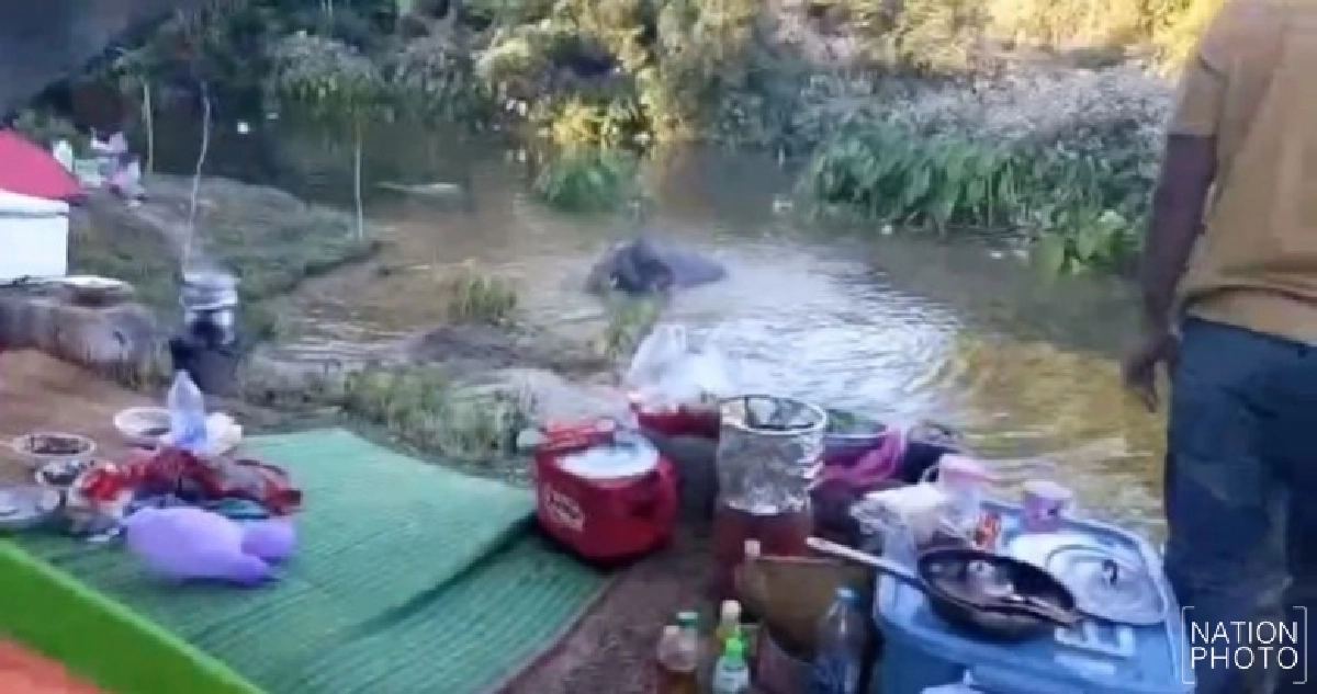 ช้างป่า ‘โยโย่’ โผล่โชว์ตัวลานกางเต็นท์เขาใหญ่