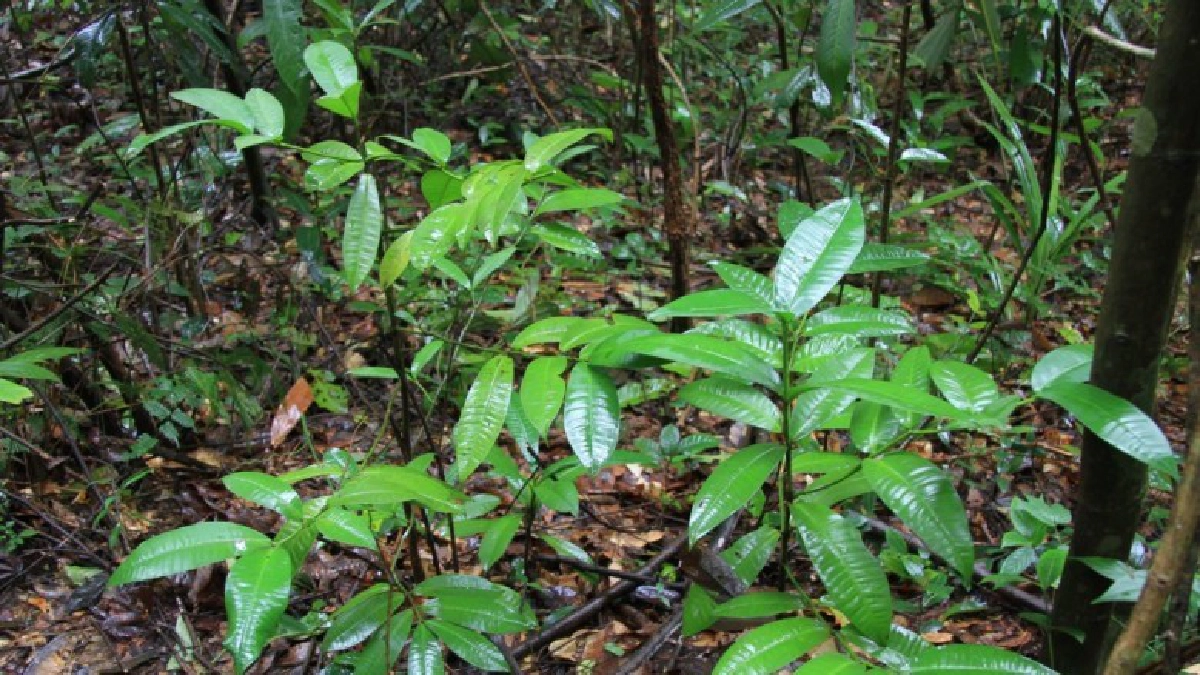  นักวิจัยม.เกษตร พบ “ช้างงาเอก” พืชชนิดใหม่ของโลก 