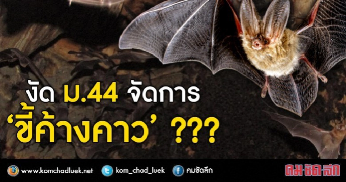 งัด ม.44 ห้าม "ค้างคาวขี้" !!! งัด ม.44 ห้าม "ค้างคาวขี้" !!!