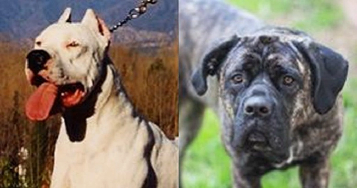 คุก 8 เดือน ปล่อยสุนัขกัดเพื่อนบ้าน 