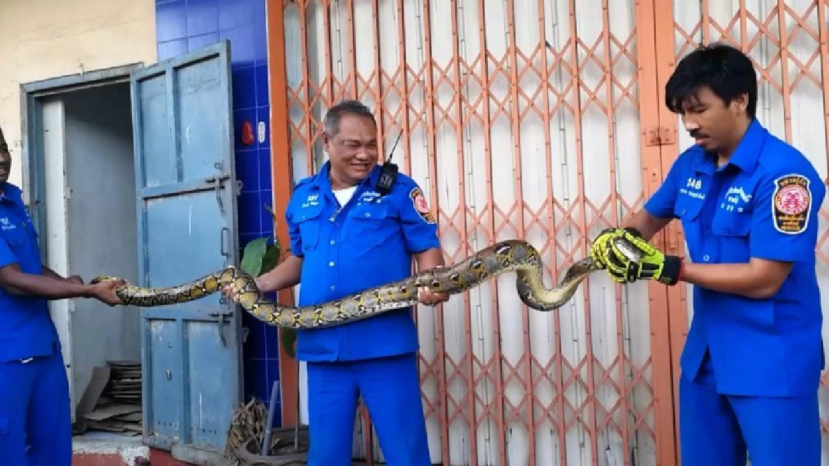 จับงูหลามใหญ่ เลื้อยเข้าห้างท้องถิ่นชื่อดังหาดใหญ่