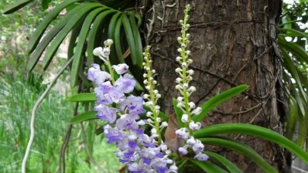  “กล้วยไม้”กับความรักไร้พรมแดน ตอน22