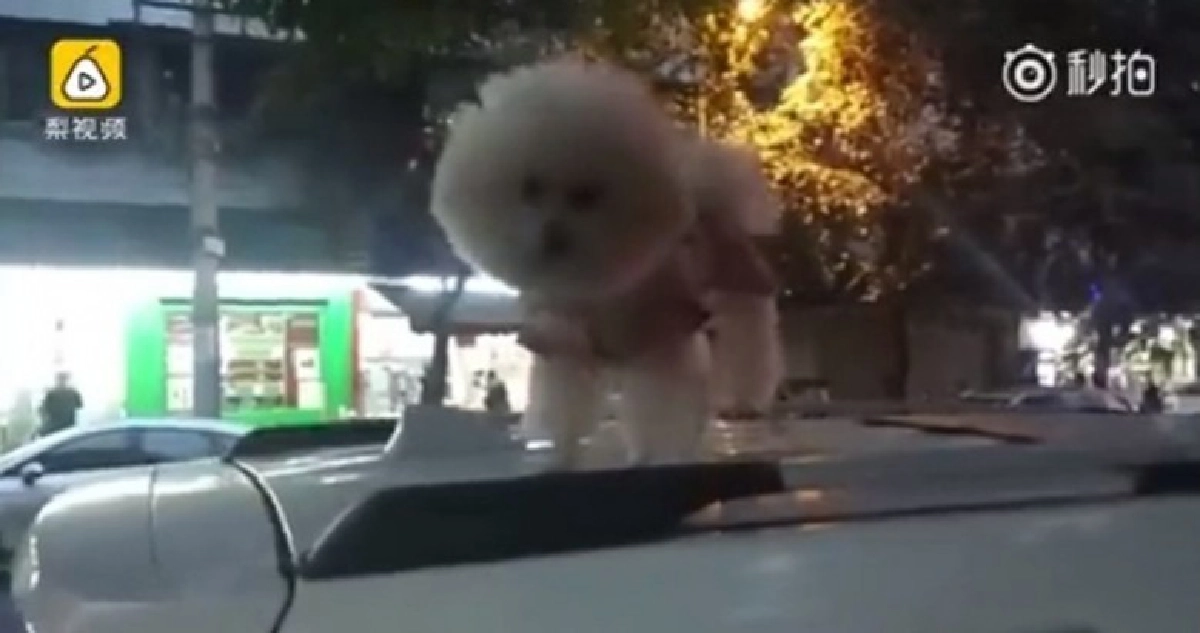 ทำไมหนูมาอยู่ตรงนี้ล่ะลูก !? ทำไมหนูมาอยู่ตรงนี้ล่ะลูก !?