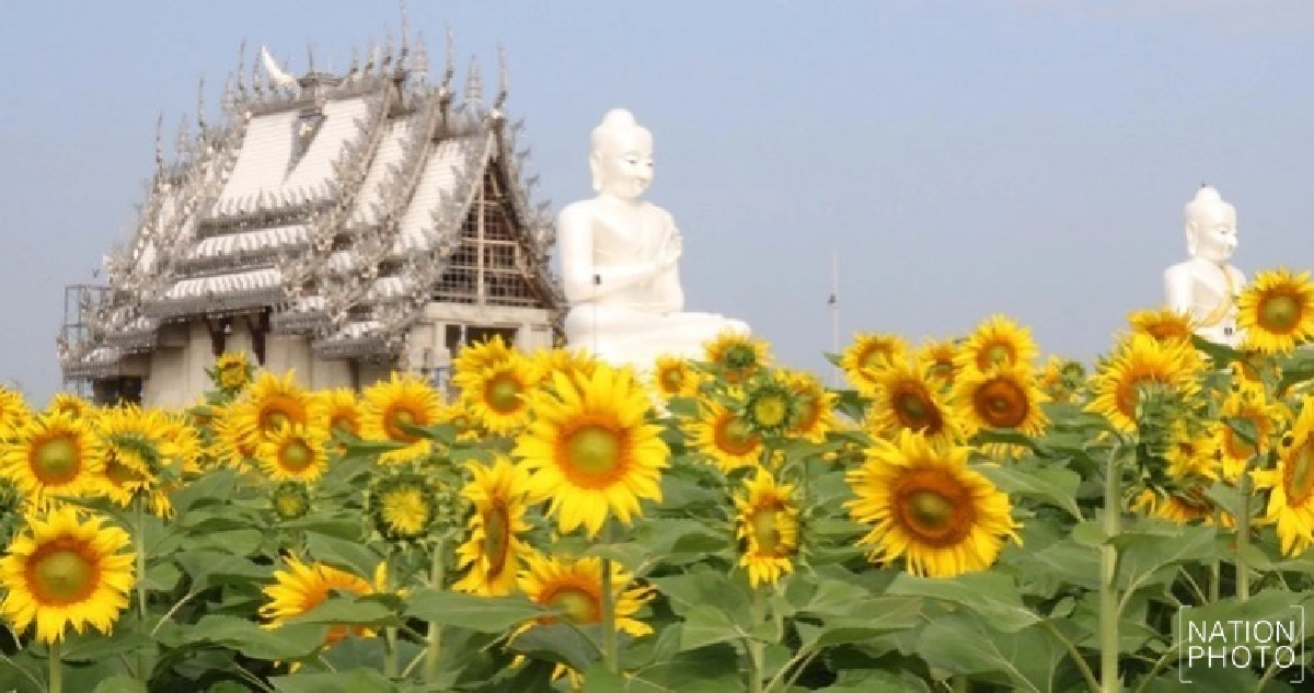 วัดสี่แยกเจริญพรชวนชมทุ่งทานตะวัน 4 ไร่แสนต้น วัดสี่แยกเจริญพรชวนชมทุ่งทานตะวัน 4 ไร่แสนต้น