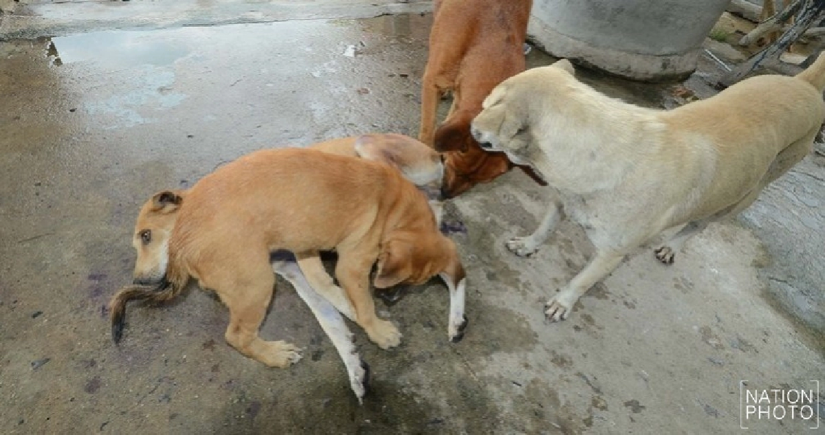 ร้องขอชีวิต !! อ้างหมากัดแพะตายบุกยิงเจ็บ 2