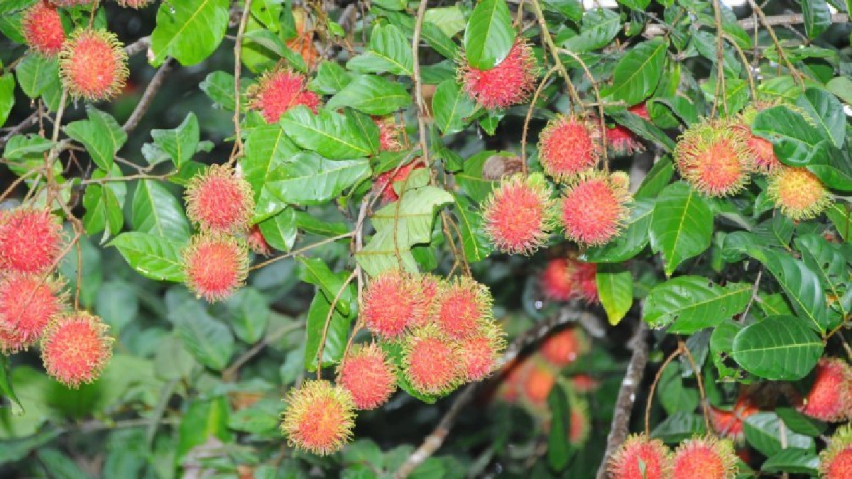  เกษตรฯสำรวจไม้ผลภาคตะวันออก  คาดผลผลิตปีนี้รวม 8 แสนตัน