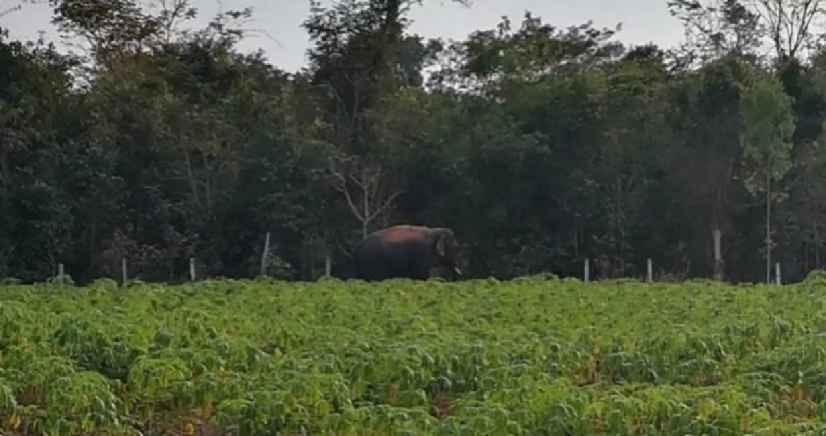 ครูนักเรียนผวาช้างป่าบุกพังรั้วโรงเรียน