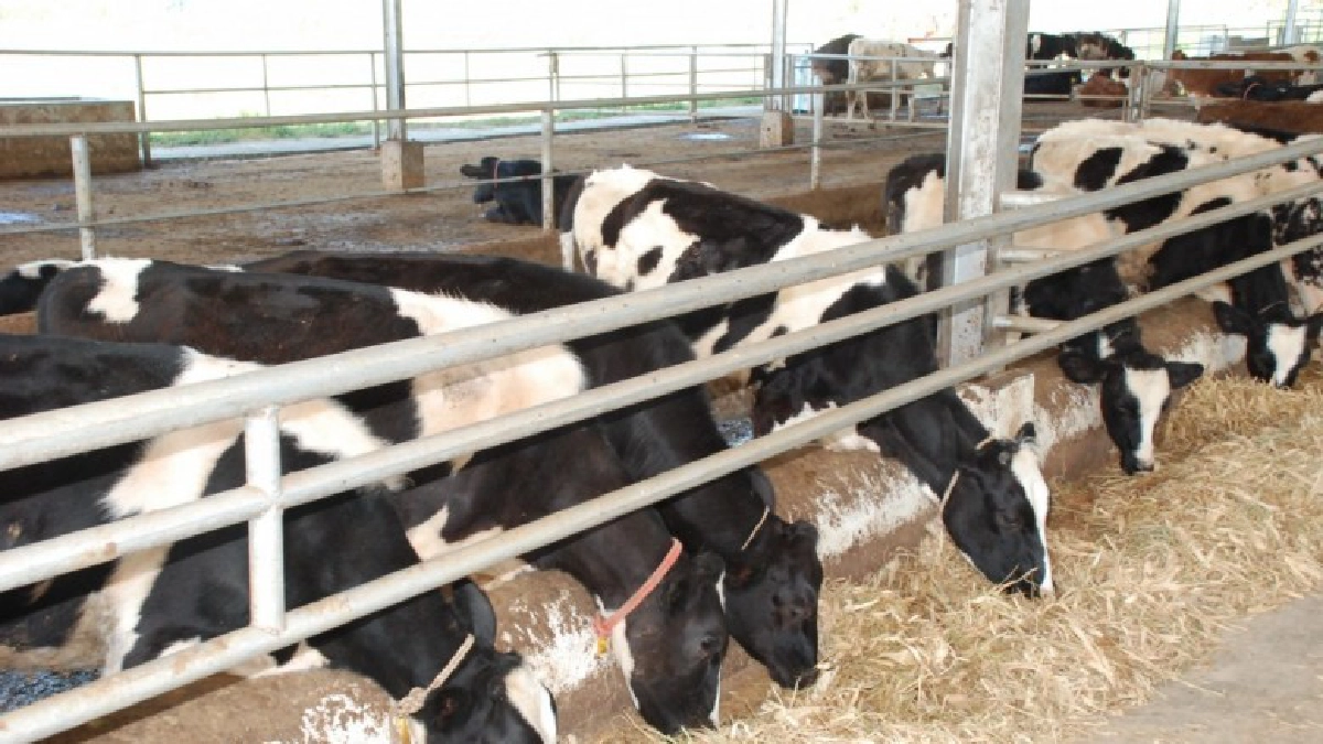 สหกรณ์เผยผลสำเร็จโครงการธนาคารโคนมทดแทนฝูง