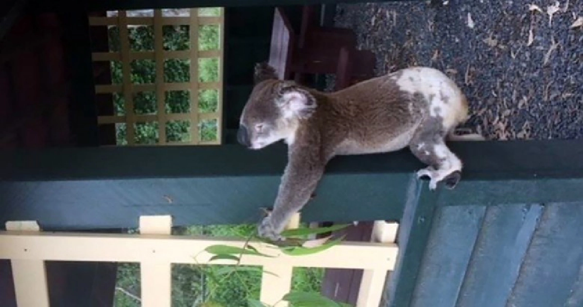 ชาวออสซีเดือดภาพซากโคอาลาถูกตรึงเสา