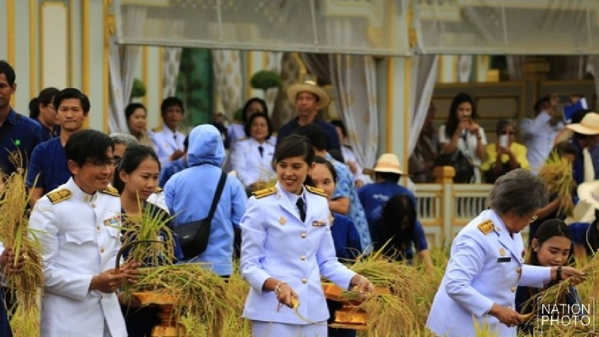 "คุณใหม่-สิริกิติยา เจนเซน ร่วมเกี่ยวข้าวแปลงนาเลข ๙