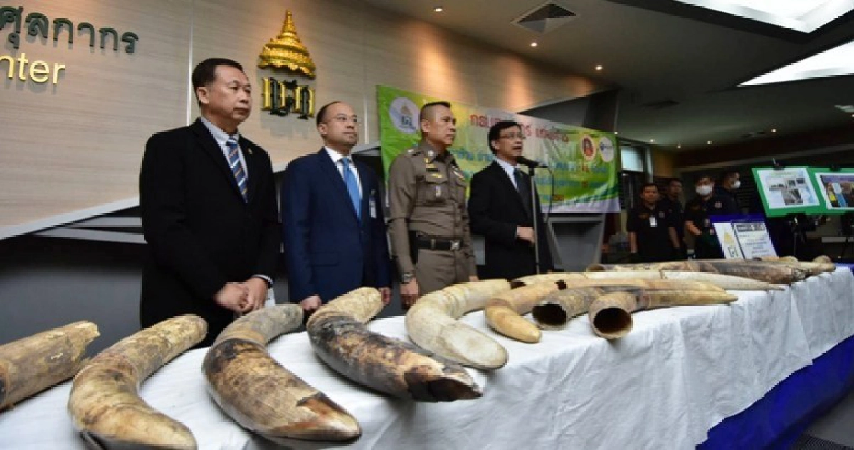 ยึด“งาช้าง”ลักลอบนำเข้าจากไนจีเรียมูลค่ากว่า15ล. ยึด“งาช้าง”ลักลอบนำเข้าจากไนจีเรียมูลค่ากว่า15ล.