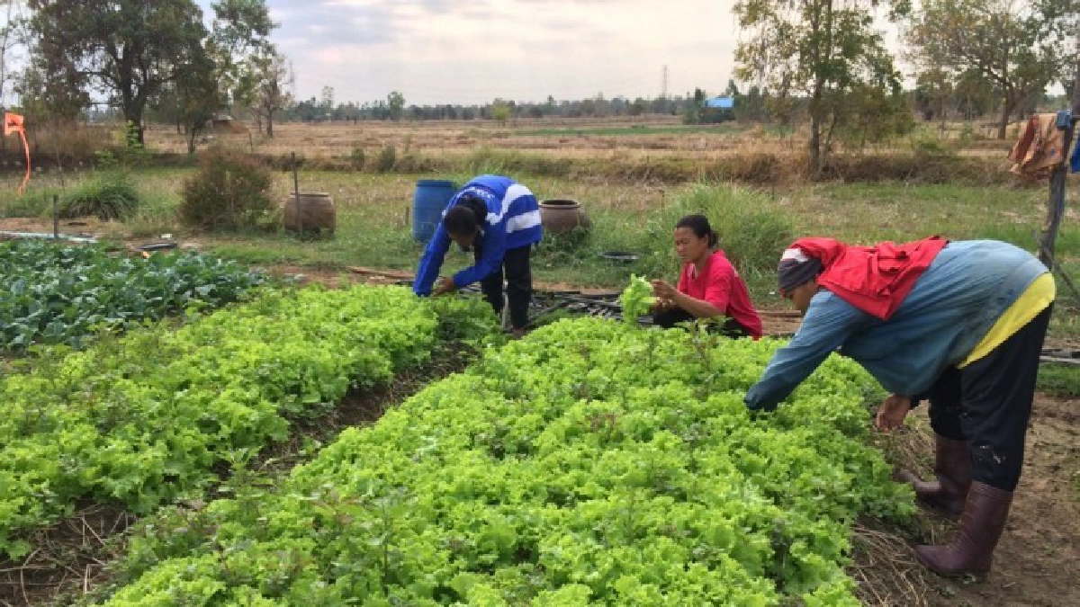 แนะนำเกษตรกรในการปลูกและดูแลรักษาพืชผักในฤดูหนาว