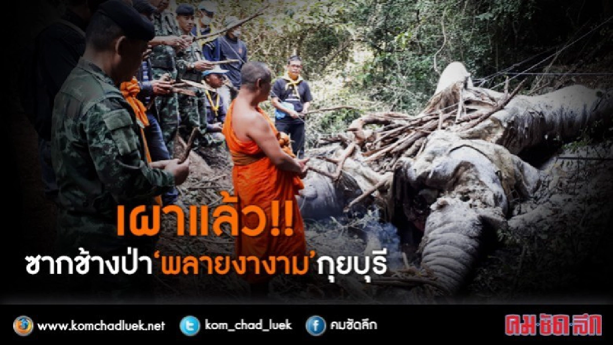 ขอบิณฑบาต... อย่าฆ่าช้างอีก!! ขอบิณฑบาต... อย่าฆ่าช้างอีก!!
