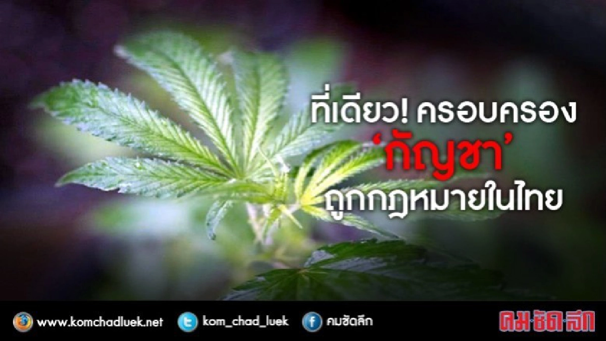 อย.ยังไม่อนุญาตปลูก"กัญชา"ให้แค่"กัญชง"
