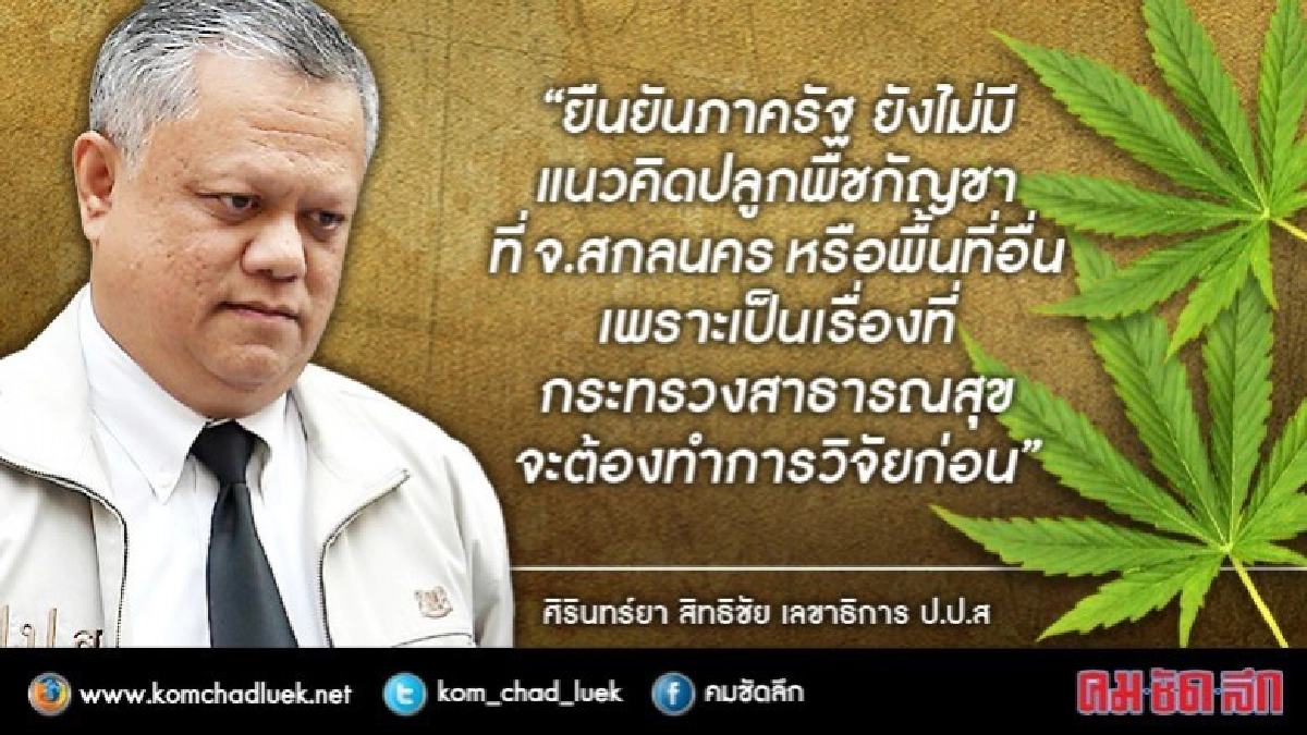 ไทยไม่มีแนวคิดปลูกกัญชาส่งออก