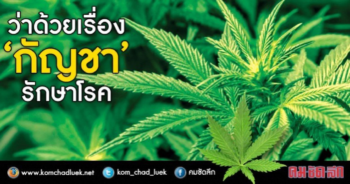 ว่าด้วยเรื่อง“กัญชา”รักษาโรค หลังสธ.ปลดล็อกพ้น“ยาเสพติด” ว่าด้วยเรื่อง“กัญชา”รักษาโรค หลังสธ.ปลดล็อกพ้น“ยาเสพติด”