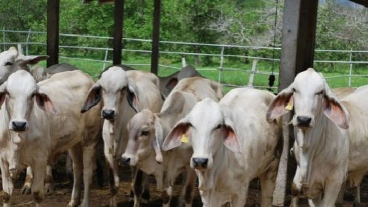 เกษตรฯเผยความก้าวหน้าโครงการ "โคบาลบูรพา" 