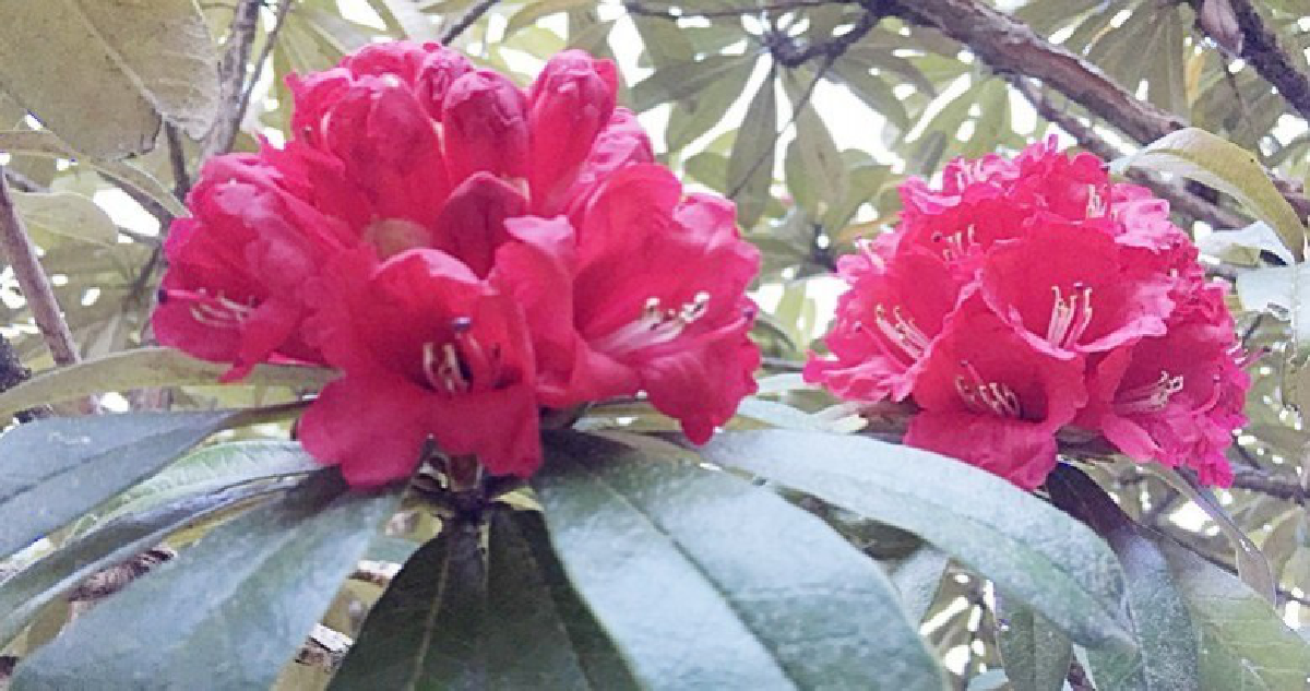 “กุหลาบพันปี”สีแดงบานสะพรั่งรับลมหนาวปีละครั้ง 