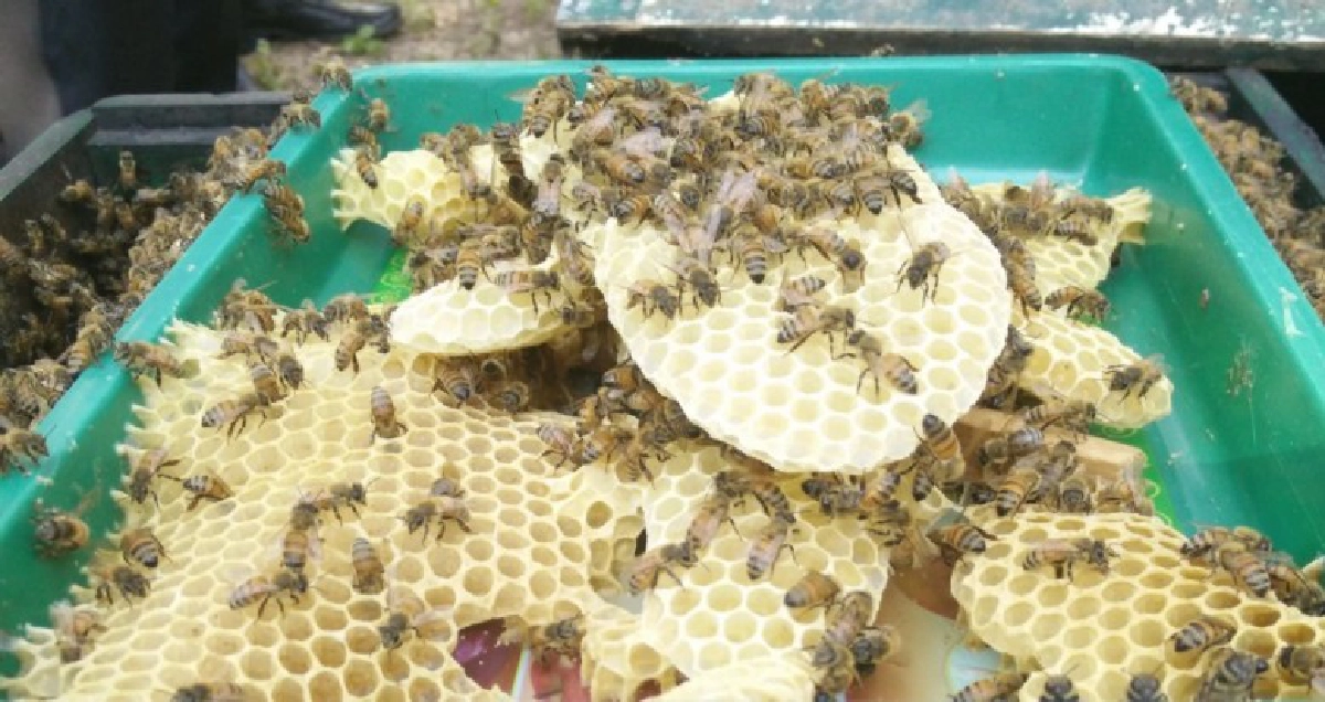  วช.ร่วมกับ ม. แม่ฟ้าหลวง จัดอบรมการเลี้ยงผึ้งให้เกษตรกร 