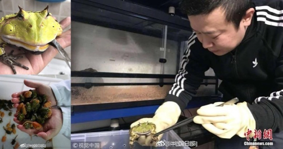 หนุ่มบ้าเลี้ยงกบจนแฟนขอเลิก