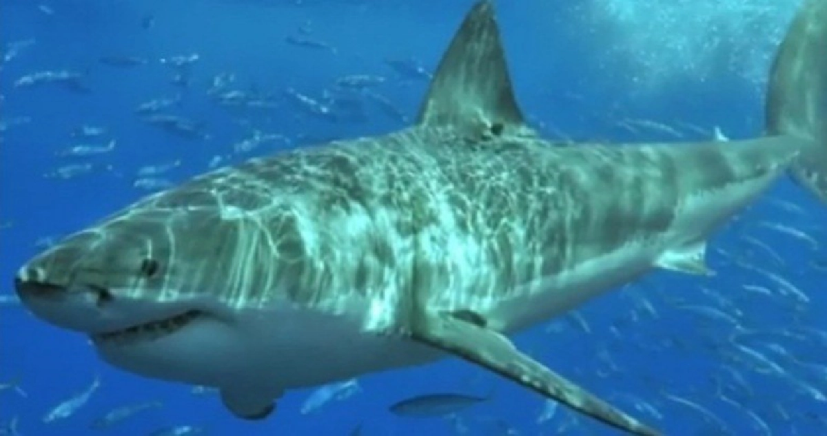 “หูฉลาม”กลับมาเป็นประเด็นรอนในสิงคโปร์ 