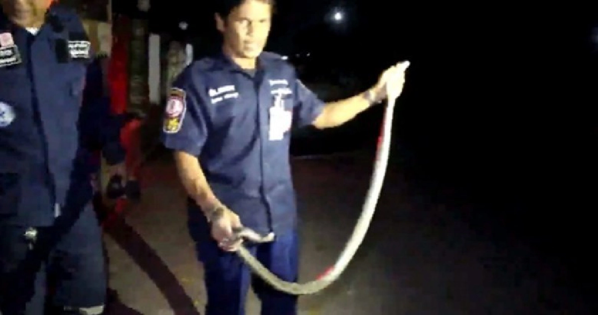 งูเห่าบุกบ้านอดีตผู้การฯ คนเฝ้าเรียกกู้ภัยช่วยจับ