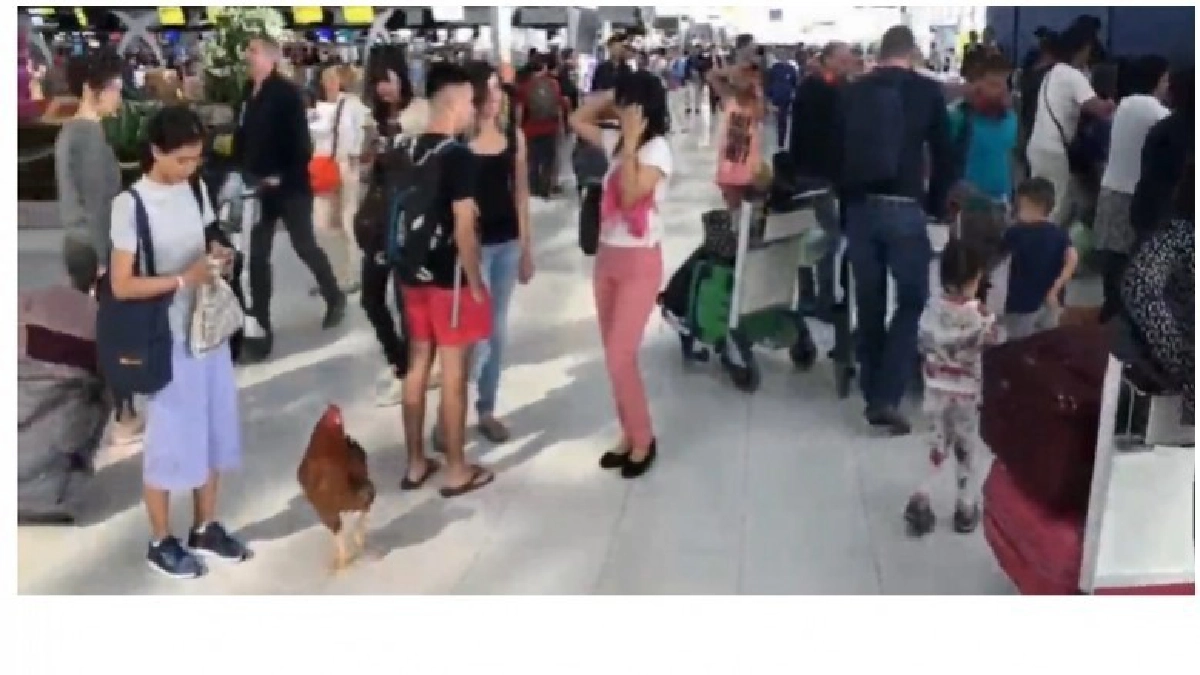 "เจ้าจ๊อก" ไก่ไฮโซ สวมกำไรเพชรมูลค่ากว่าครึ่งแสน(คลิป) "เจ้าจ๊อก" ไก่ไฮโซ สวมกำไรเพชรมูลค่ากว่าครึ่งแสน(คลิป)