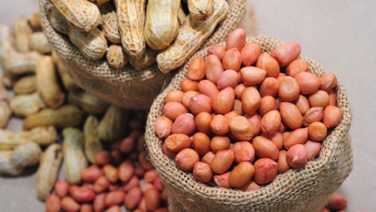 มกอช.หนุนปลูกนา"ถั่วลิสง' " แนะเป็นทางเลือกใหม่เกษตรกร