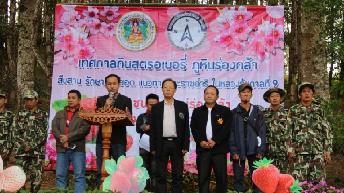 จัดเทศกาลกินสตรอร์วเบอร์รี ภูหินร่องกล้า