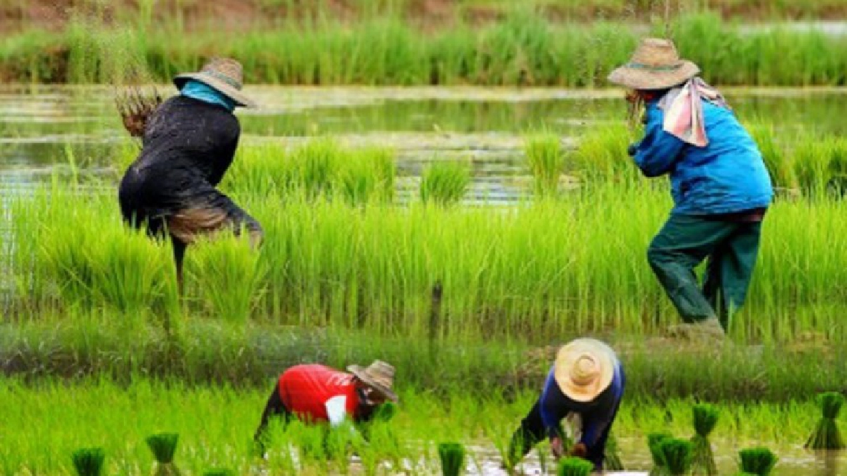 กรมชลเตือนลุ่มน้ำเจ้าพระยาปลูกพืชเกินแผนเสี่ยงขาดน้ำ