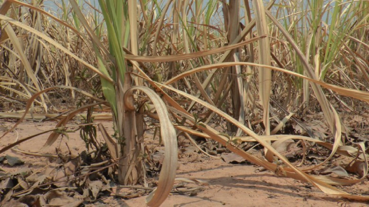 ก.เกษตรฯโดดช่วยชาวไร่อ้อยถูกนายทุนฟ้องร้อง