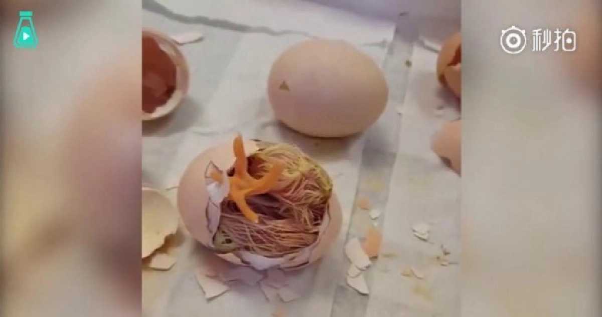 “สุขสันต์วันเกิด” วินาทีลูกไก่ออกจากไข่