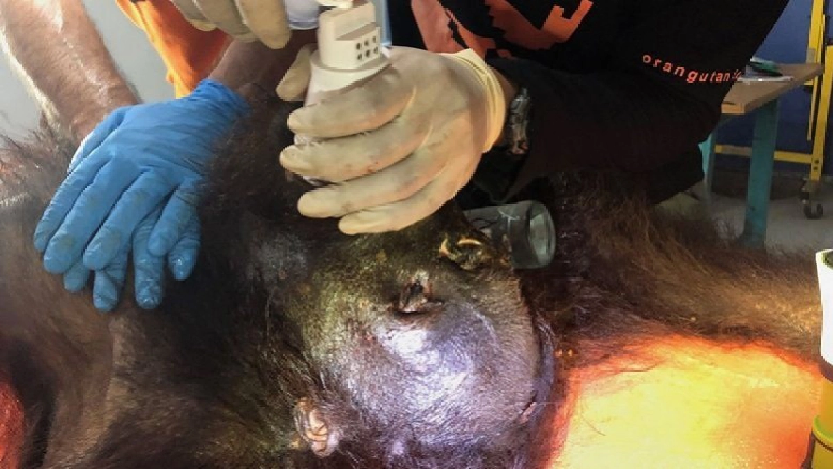 สุดอำมหิต !! อุรังอุตังโดนยิงพรุน-จ้วงแทง