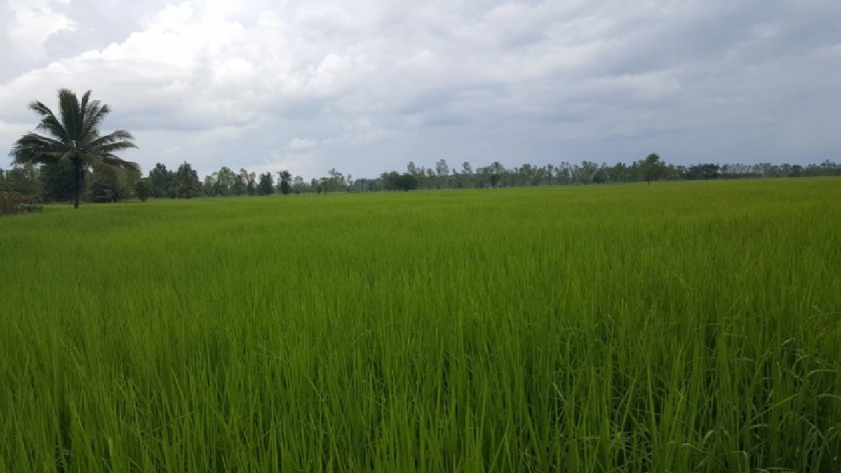 เกษตรฯ ยื่นของบ '62 กว่า 2 แสนล.หวังกระตุ้นการผลิต