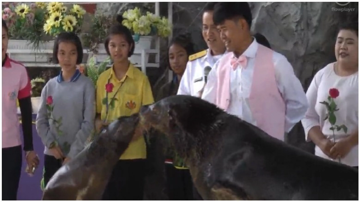 น่ารัก!! ฉลองครบรอบ10ปี"คู่รักแมวน้ำ" (ชมคลิป) น่ารัก!! ฉลองครบรอบ10ปี"คู่รักแมวน้ำ" (ชมคลิป)