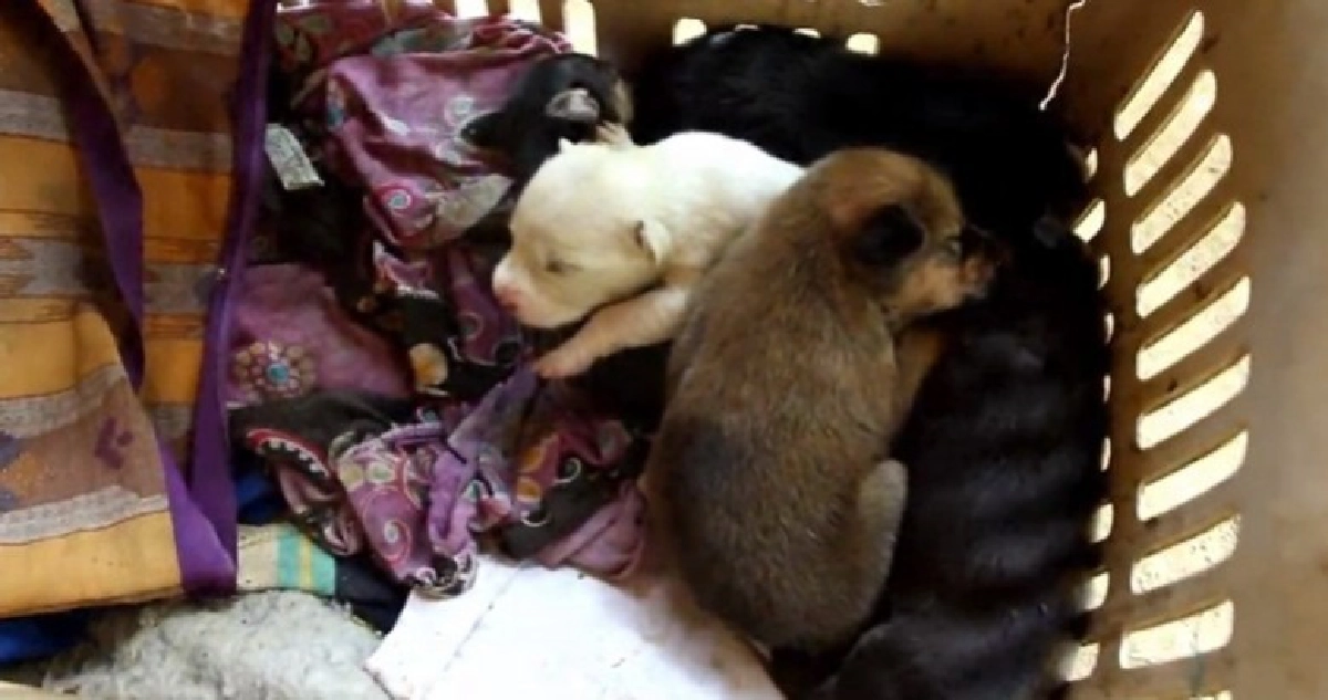 ร้อง ตร.เอาผิดคนยิงหมาแม่ลูกอ่อน 5 ตัว ร้อง ตร.เอาผิดคนยิงหมาแม่ลูกอ่อน 5 ตัว