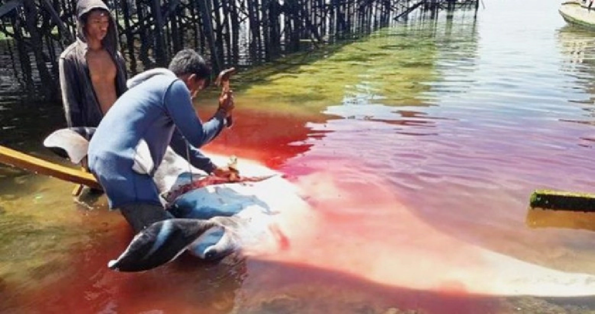 นักท่องเที่ยวช็อกฆ่ากระเบนราหูต่อหน้า นักท่องเที่ยวช็อกฆ่ากระเบนราหูต่อหน้า