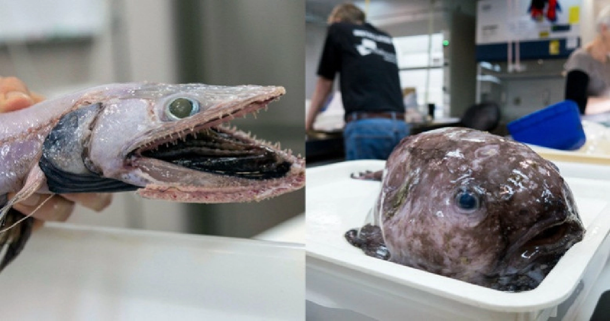 พบญาติสัตว์อัปลักษณ์ที่สุดในโลกใต้ทะเลออสเตรเลีย พบญาติสัตว์อัปลักษณ์ที่สุดในโลกใต้ทะเลออสเตรเลีย