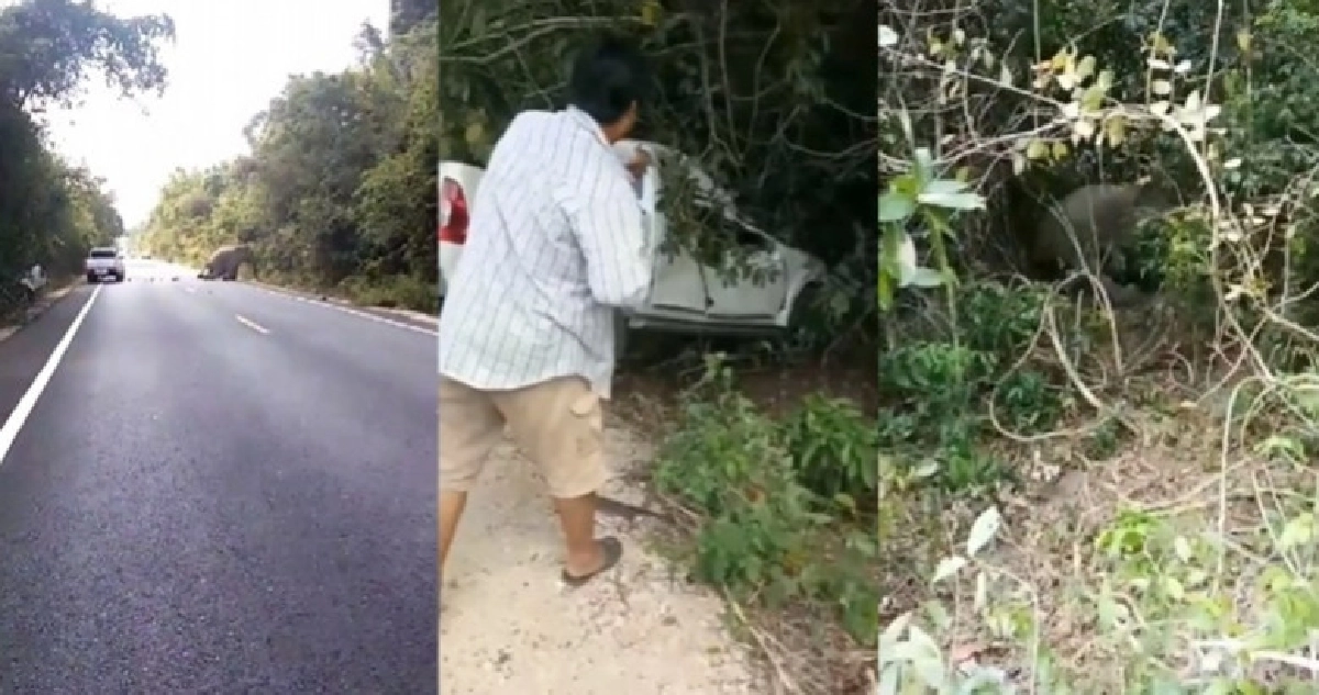 ด่วน !! กระบะชนช้างที่เขาอ่างฤๅไน