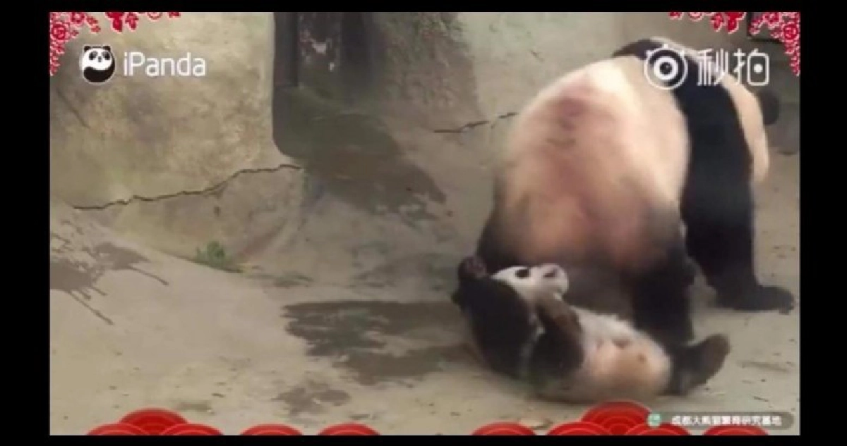 (คลิป) แม่แพนด้าขาโหดแกล้งลูก (คลิป) แม่แพนด้าขาโหดแกล้งลูก