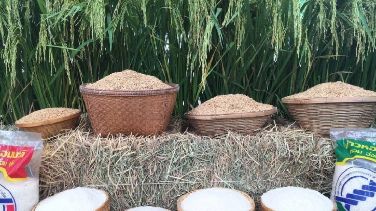 โชว์ผลโครงการ 5 ประสานยกระดับเกษตรกรด้วยทฤษฎีใหม่ โชว์ผลโครงการ 5 ประสานยกระดับเกษตรกรด้วยทฤษฎีใหม่