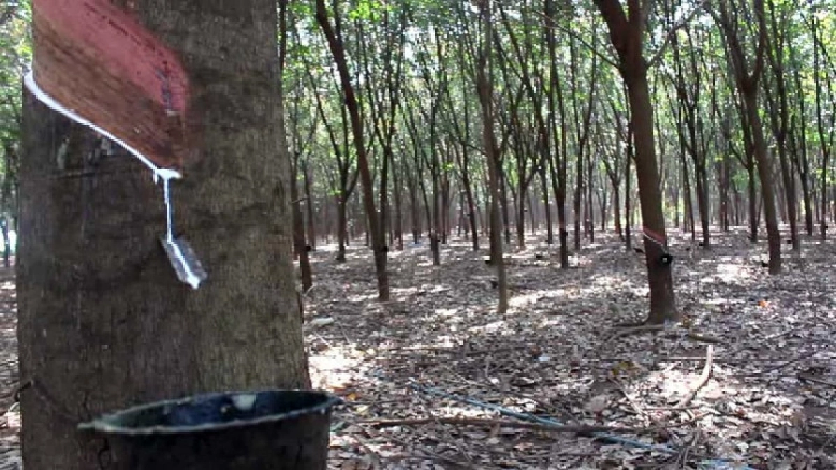 กยท.คาดโทษหนักขโมยกรีดสวนยางรัฐ