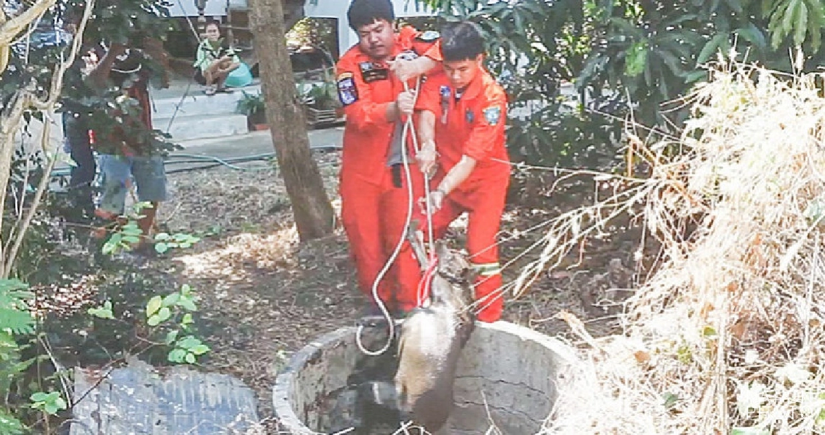 ช่วยปลอดภัย! น้องหมาตกบ่อน้ำลึก 4 เมตรข้ามคืน